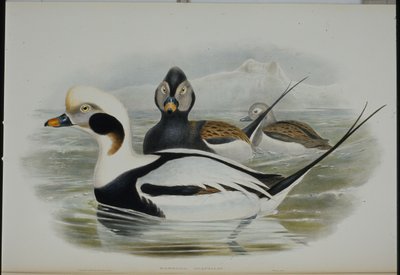 Kachna dlouhoocasá (Harelda Glacialis) (ručně barvená litho) od John (after) Gould