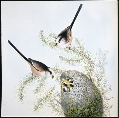 Sýkora dlouhoocasá (Mecistura Caudata) (ručně barvená lito) od John (after) Gould