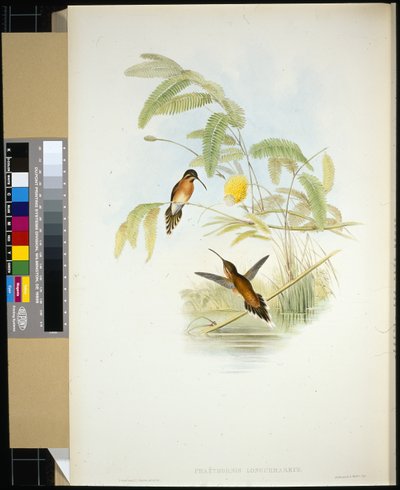 Longeumareův poustevník (Phaethornis Longuemareus) (ručně kolorované lito) od John (after) Gould