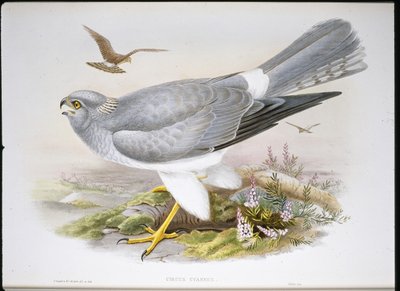 Marsh Harrier (Circus Aeruginosus) (ručně barvené litho) od John (after) Gould