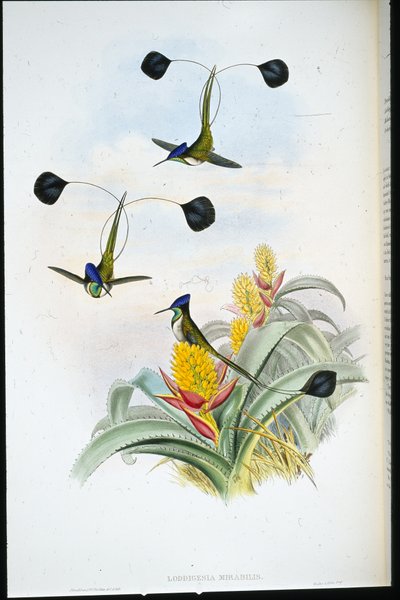 Kolibřík nádherný (Loddigesia Mirabilis) (ručně kolorovaná litografie) od John (after) Gould