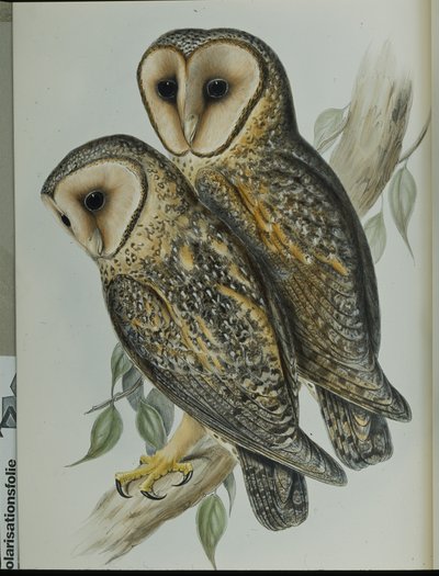 Maskovaná sova pálená (Strix Personata) (ručně barvené lito) od John (after) Gould