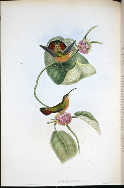 Mazeppa Hermit (Glaucis Mazeppa) (ručně barvené lito) od John (after) Gould