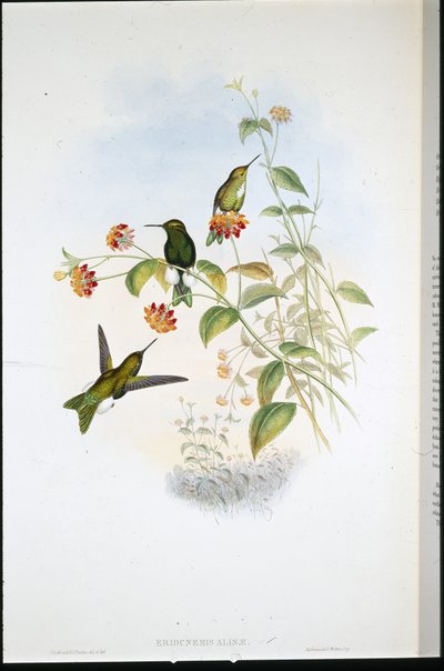 Kovová Puff-noha (Eriocnemis Alinae) (ručně barvená lito) od John (after) Gould