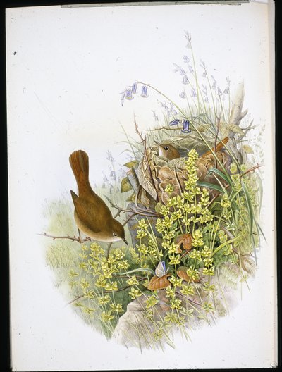 Slavík (ručně kolorovaný litho) od John (after) Gould