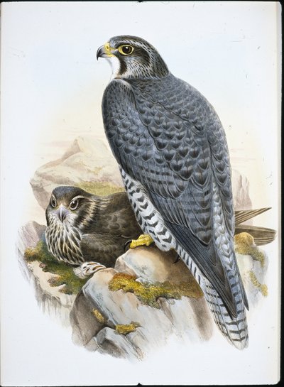 Norský nebo Gyrfalcon Falcon (Falco Gyrfalco) (ručně barvené lito) od John (after) Gould