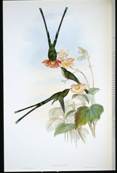 Nouna-koaliI (Lesbia Nuna) (ručně barvené lito) od John (after) Gould