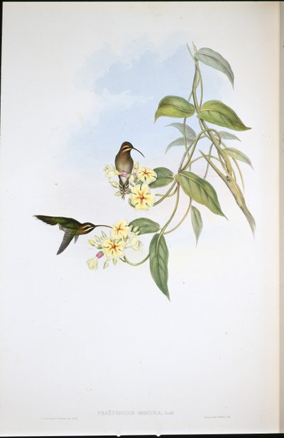 Obscure Hermit (Phaethorne Obscura) (ručně barvené lito) od John (after) Gould