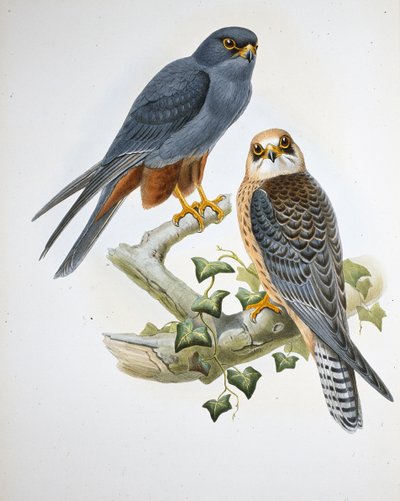 Hobby oranžovonohý (Erythropus Vespertinus) (ručně barvený litho) od John (after) Gould