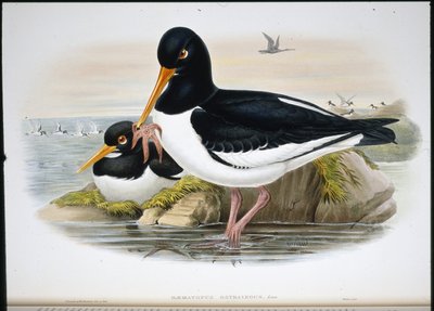 Ústřičník (Heamatopus Ostralegus) (ručně barvený litho) od John (after) Gould