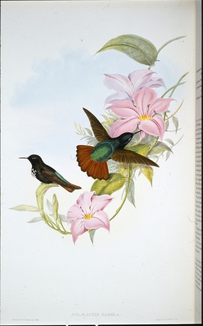 Pamelin sluneční paprsek (Aglaeactis Pamela) (ručně kolorované lito) od John (after) Gould