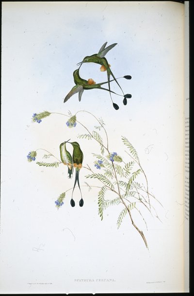 Raket-tail peruánský (Spathura Peruana) (ručně barvený litho) od John (after) Gould