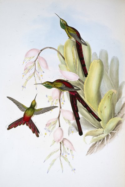 Phaon Comet (Cometes Phaon) (ručně barvené lito) od John (after) Gould