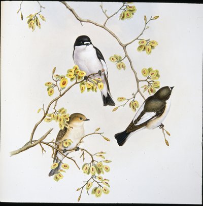 Lejsek strakatý (Muscicapa Atricapilla) (ručně barvený lito) od John (after) Gould