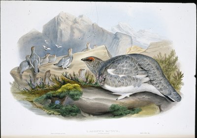 Ptarmigan (podzimní peří) (Lagopus Mutus) (ručně barvené lito) od John (after) Gould