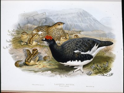 Ptarmigan (Summer Plumage) (Lagopus Mutus) (ručně kolorovaná fotografie) od John (after) Gould
