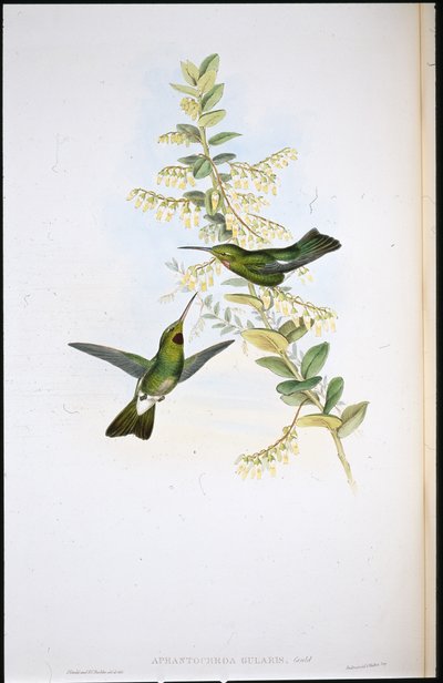 Bleší kolibřík (Aphantochroa Gularis) (ručně zbarvené končetiny) od John (after) Gould
