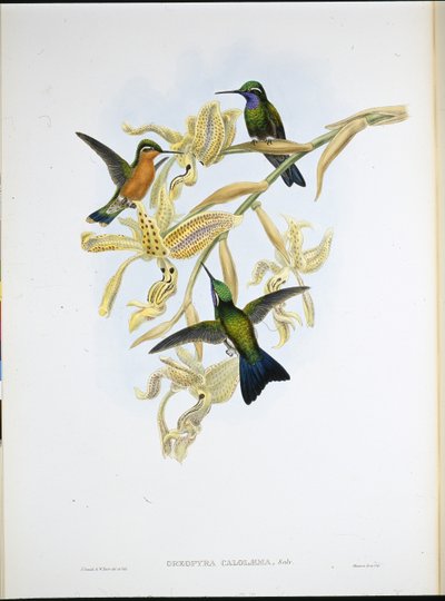 Kolibřík fialový (Oreopyra Calolaema) (ručně barvený litho) od John (after) Gould