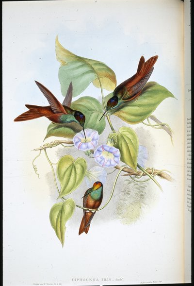Rainbow (Diphogena Iris) (ručně barvené lito) od John (after) Gould