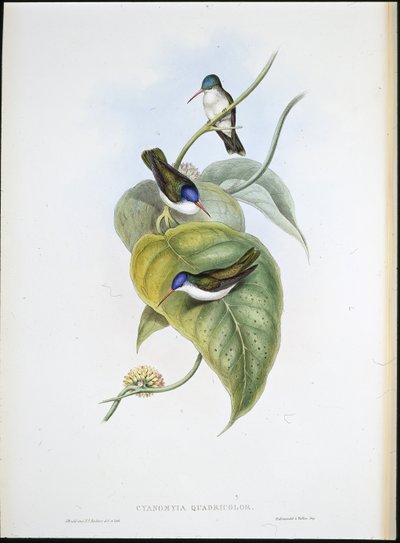 Červenozobá azurová koruna (Cyanomyia Quadricolor) (ručně barvená lito) od John (after) Gould