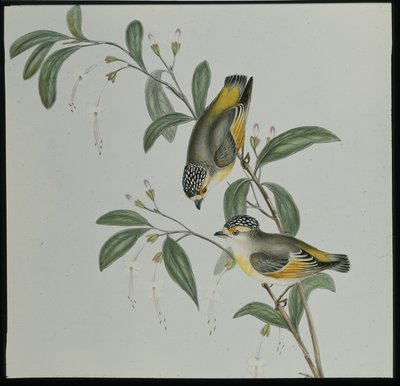 Red-lored Pardalote (pardalotus rubricatus) (ručně barvené litho) od John (after) Gould