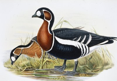 Husa červená (Bernicla Ruficollis (ručně barvená lito) od John (after) Gould