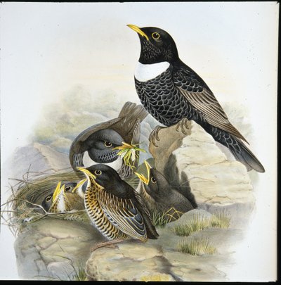 Ring Ouzel (Mer Ulatorquata) (ručně barvené litho) od John (after) Gould