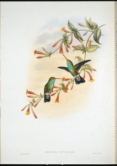 Smaragd říční (Agyrtria Fluviatilis) (ručně barvené lito) od John (after) Gould