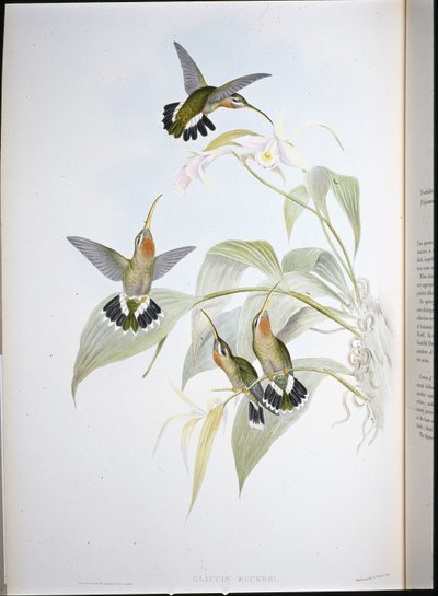 Ruckerův poustevník (Glaucis Ruckeri) (ručně kolorovaný lito) od John (after) Gould