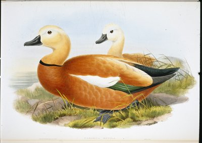 Ruddy Shelldrake (ručně vybarvení členové) od John (after) Gould