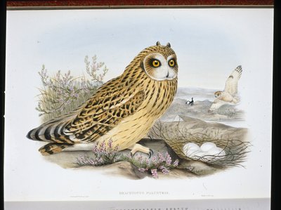 SOVA KRÁTKODUCHÁ (Brachyotus Palustris) (ručně barvené lito) od John (after) Gould