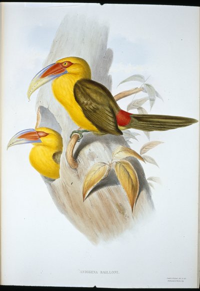 Tukan pahorkový (Andigena Bailloni) šafránově zbarvený (ručně barvené lito) od John (after) Gould