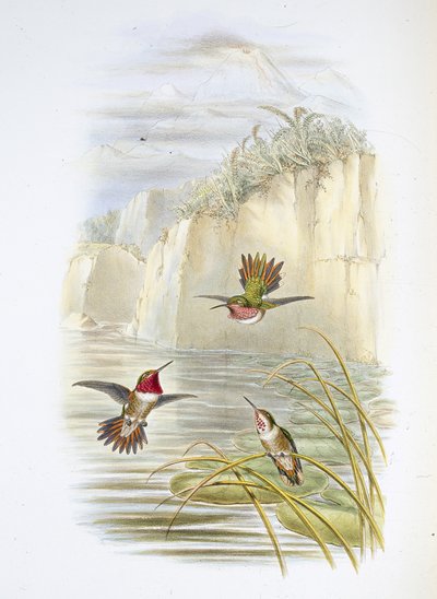 Salvinův Plamenonoš. (Selasphorus ardens). (ručně kolorované lito) od John (after) Gould