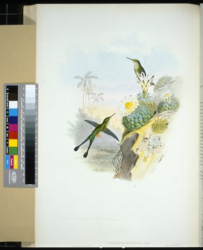 Spathura scissiura (ručně kolorovaná litografie) od John (after) Gould