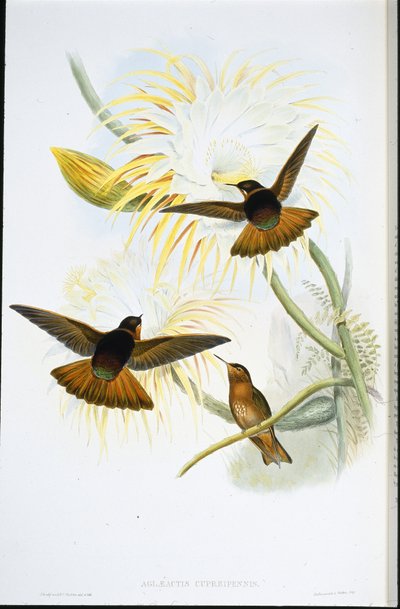 Zářící sluneční paprsek (Agliaeactis Cupripennis) (ručně barvené lito) od John (after) Gould