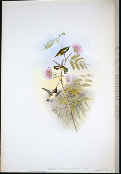 Krátkoocasá hvězdice lesklá (Calothorax Micrurus) (ručně barvená lito) od John (after) Gould