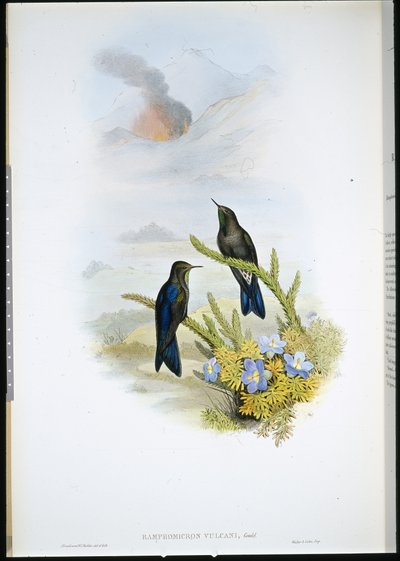 Trnovník jižní (Ramphomicron Vulcani) (ručně barvené lito) od John (after) Gould