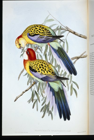 Splendid Andulka (Splendid Palatycercus) (ručně barvené litho) od John (after) Gould