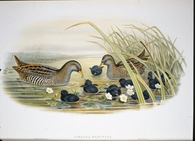 Chřástal skvrnitý (Porzana Maruetta) (ručně barvené lito) od John (after) Gould