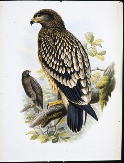 Orel skvrnitý (Aquila Naevia) (ručně barvené lito) od John (after) Gould