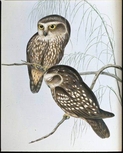 Sova skvrnitá (Athene Maculata) (ručně barvené litho) od John (after) Gould