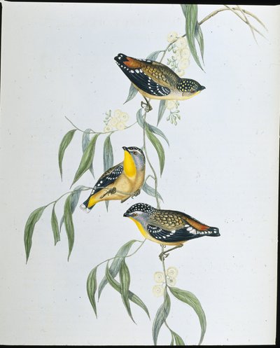 Pardalot skvrnitý (Pardalotus punctatus ) (ručně kolorovaná litografie) od John (after) Gould