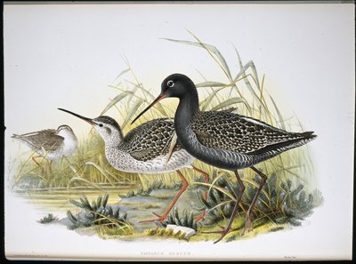 Redshank skvrnitý (Totanus Fuscus) (ručně barvené lito) od John (after) Gould