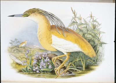 Squacco Heron (Buphus Comatus) (ručně barvené litho) od John (after) Gould