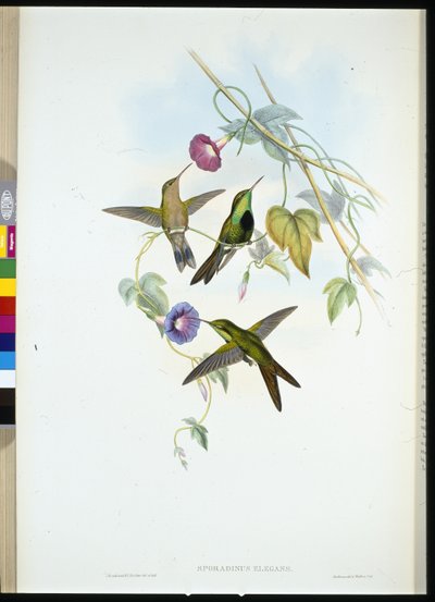 Kolibřík sv. Domingo (Sporadinus Elegans) (ručně kolorovaný lito) od John (after) Gould