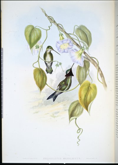 Star-throat pruhovaný (heliomaster mesoleucus) (ručně barvený litho) od John (after) Gould