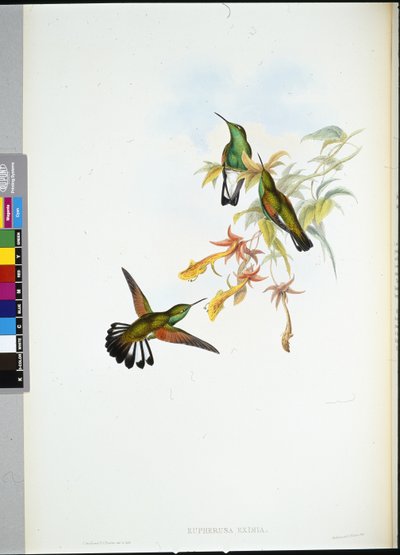 Kolibřík pruhovaný (Eupherusa Eximia) (ručně barvený litho) od John (after) Gould