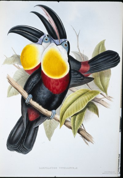 Tukan sírově bílý (Ramphastos Vitellinus) (ručně barvený litho) od John (after) Gould