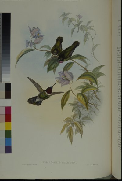 Sluneční anděl (Heliangelus Clarisse) (ručně kolorovaný lito) od John (after) Gould