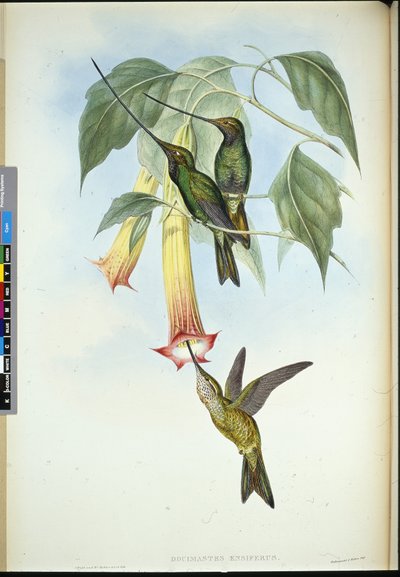 Zobák mečový (Docimastes Ensiferus) (ručně barvené lito) od John (after) Gould